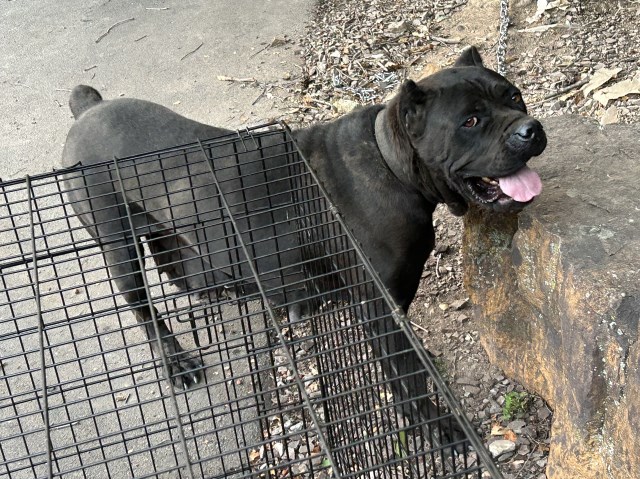 Cane Corso female