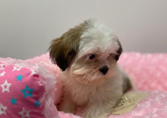 Maltipoo puppy for sale + 59967
