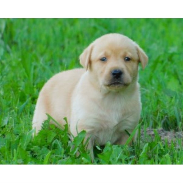 Labrador Retriever puppy for sale + 46611