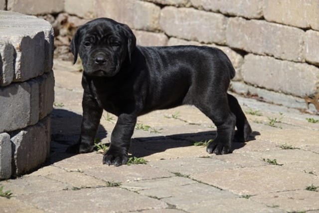 Cane Corso puppy for sale + 48781