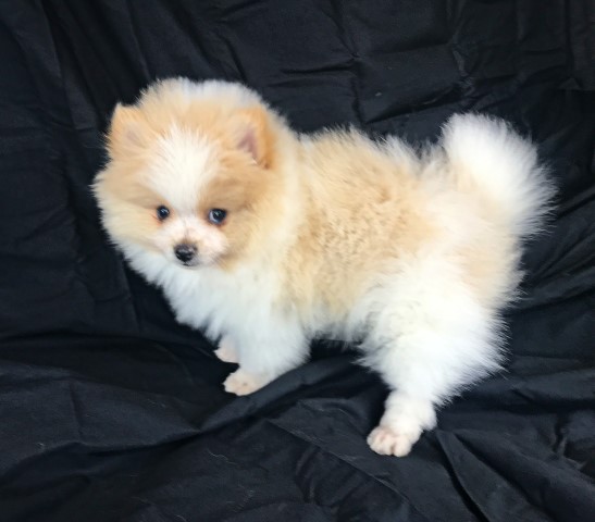 Pomeranian puppy for sale + 66256