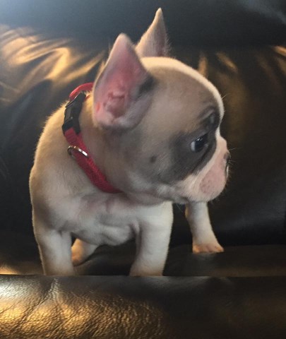 French Bulldog puppy dog for sale in SILVER SPRING, Maryland