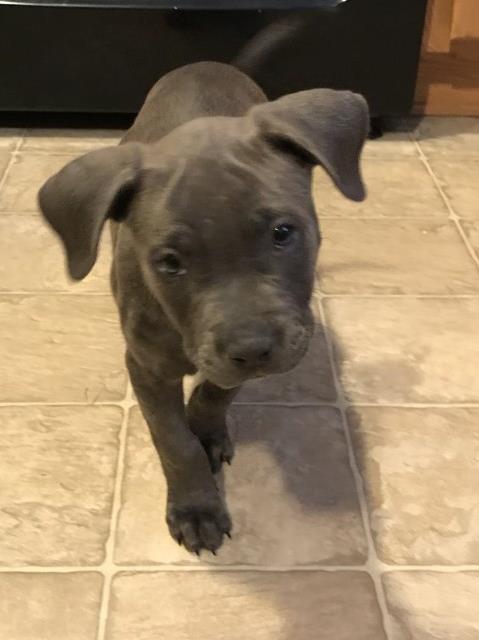 American Pit Bull Terrier puppy for sale + 50415