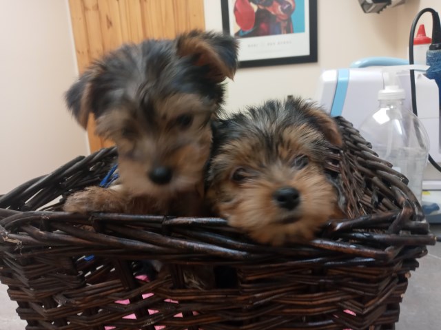 Adorable yorkie lap babies