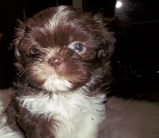 Shih Tzu puppy for sale + 64201