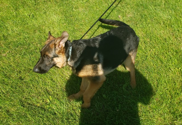 German Shepherd Dog puppy for sale + 57207