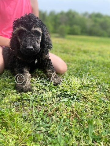 AKC Standard Poodle