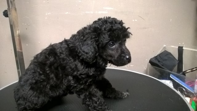 Poodle Toy puppy for sale + 54633