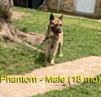 18-month-old (Phantom) For Sale (No Papers) Malinois for sale/adoption