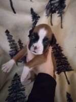 AKC European flashy fawn female Boxer for sale/adoption