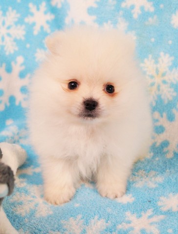 Pomeranian puppy for sale + 64332