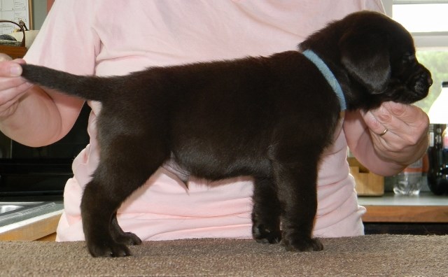 Labrador Retriever puppy for sale + 52699