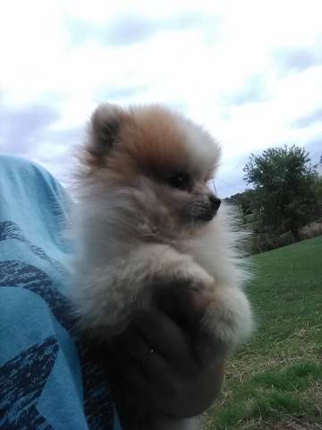 Ollie AKC Pomeranian