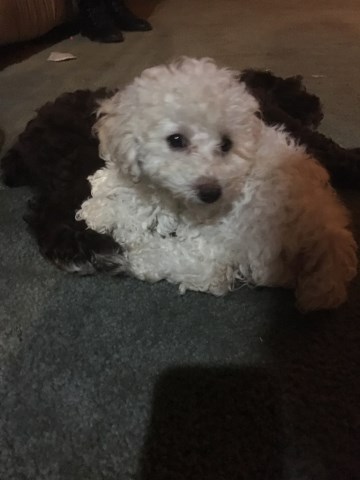 Poodle Miniature puppy for sale + 54744