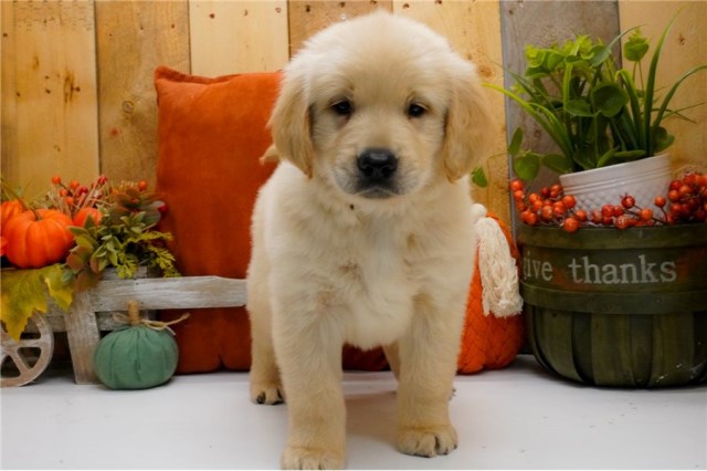 Golden Retrievers & Labrador Puppies For Sale