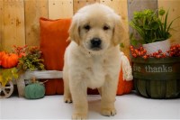 Golden Retriever thumbnail