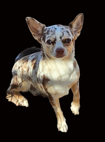 Chihuahua puppy for sale + 66922