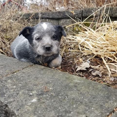 Big and Blue female Heeler or ACD
