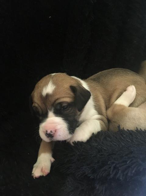 American Stafforshire terrier Puppy