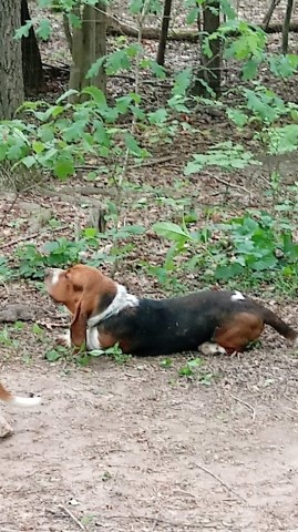 Basset Hound puppy for sale + 66058