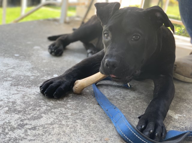 Cane Corso Pit Bull Mix- Puppy for sale!!