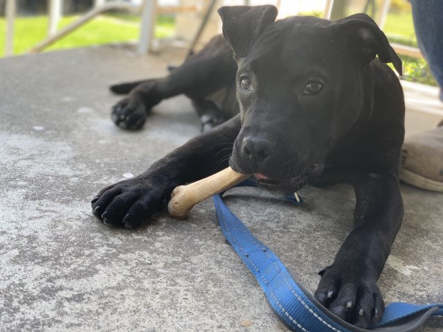 55+ Cane Corso Pitbull Mix Black