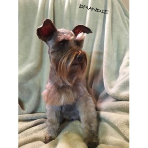 AKC Miniature Schnauzer Adult - Brandie