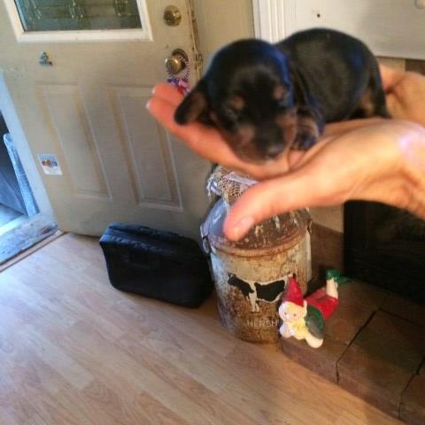 registered dachshund puppies