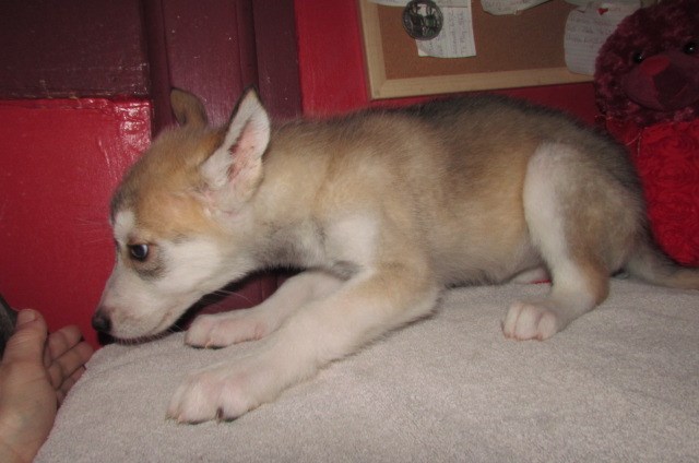 Alaskan Malamute puppy for sale + 65125