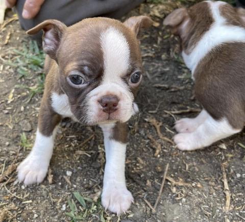 Boston Terrier puppy for sale + 64904