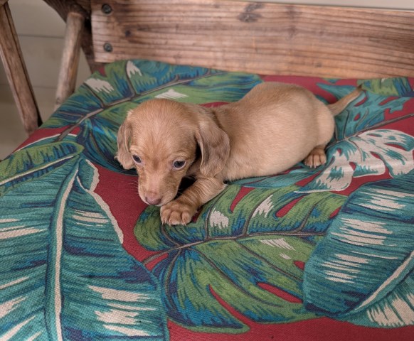 Cedar Grove Dachshunds