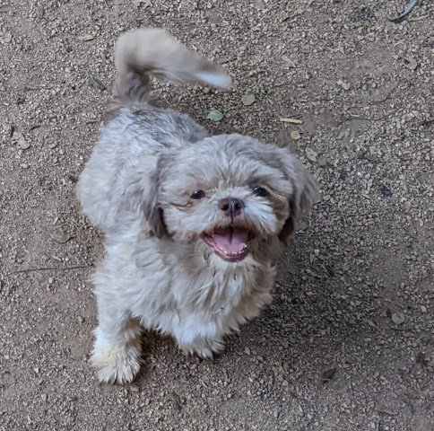 Adult Shih Tzus Full AKC