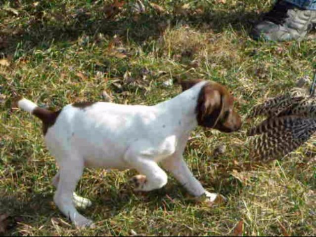 German Shorthaired Pointer puppy for sale + 58593
