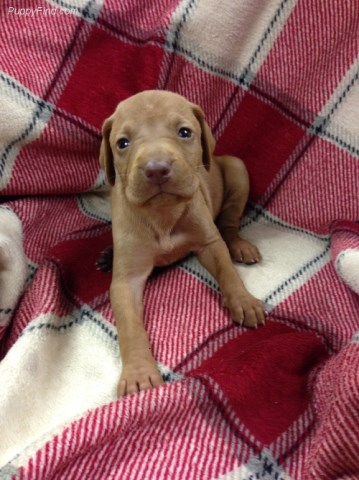 vizsla puppies for sale