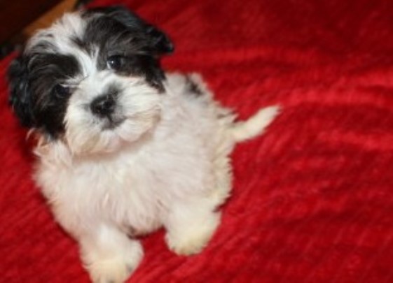 Shih Tzu puppy for sale + 66417
