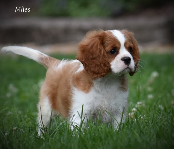 Cavalier King Charles Spaniel puppy for sale + 60246