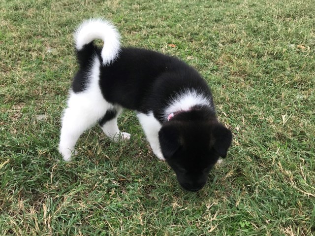 Akita puppy for sale + 54620