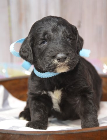 Goldendoodle puppy for sale + 60360