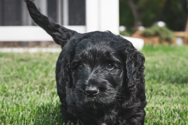 Labradoodle F1B - Westminster, MD