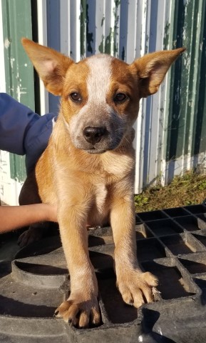 Red Male Heeler DD