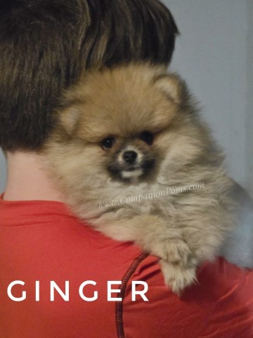 Teddy Bear Pomeranian Puppy - Ginger - Clear genetics & Champion Lines!