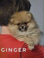 Teddy Bear Pomeranian Puppy - Ginger - Clear genetics & Champion Lines! Pomeranian for sale/adoption