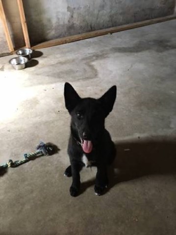 dog puppies german shepard