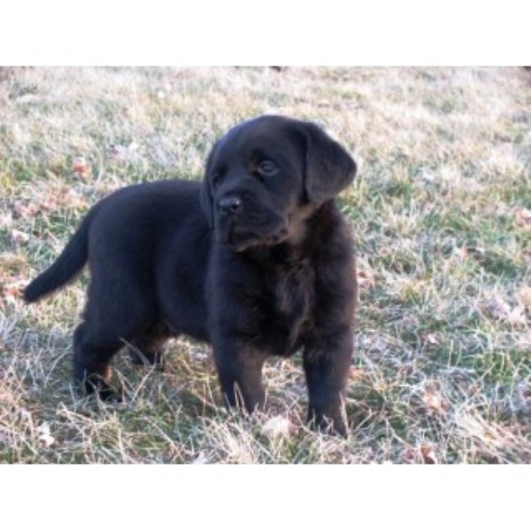 AKC Labrador Puppies For Sale