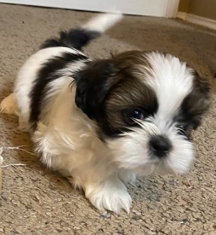 Shih Tzu puppy for sale + 65475