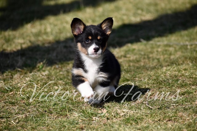 Pembroke Welsh Corgi puppy for sale + 64549