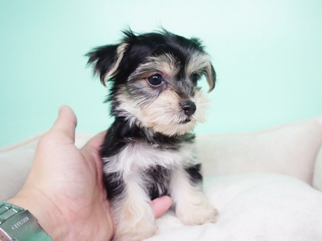 Morkie puppy for sale + 54379