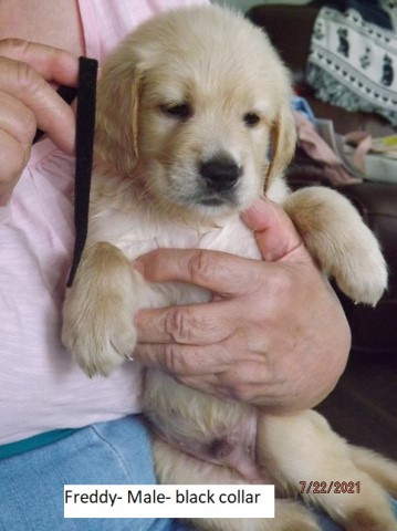 Golden Retriever puppy for sale + 62080