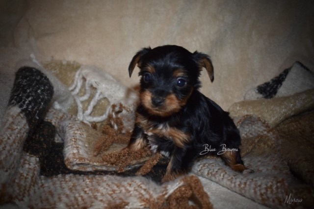 Yorkshire Terrier puppy for sale + 55167