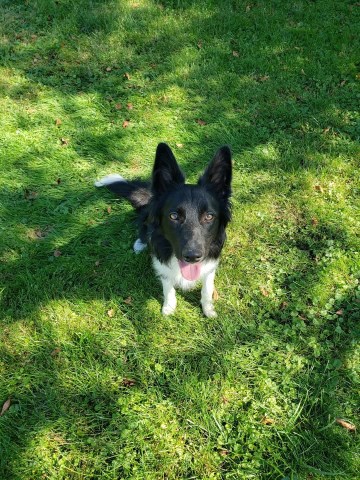 Tori- 20 month female Border Collie